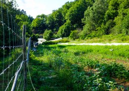 Vlo, tente et couches : litinrance dans les Cvennes